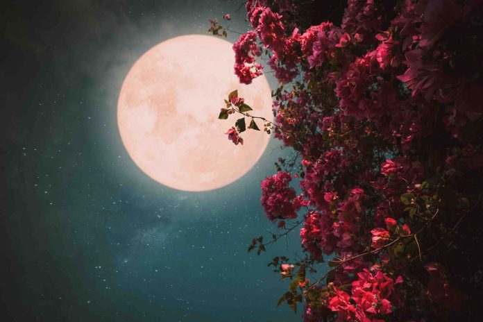 Cliomakeup-luna-piena-23-maggio-2024-luna-piena-fiori